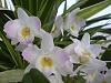 Orchids in the consertatory-026-jpg