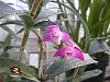 Orchids in the consertatory-025-jpg