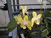 Orchids in the consertatory-018-jpg