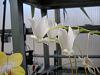 Orchids in the consertatory-020-jpg