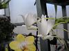 Orchids in the consertatory-021-jpg