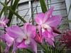 Orchids in the consertatory-023-jpg