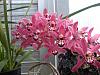 Orchids in the consertatory-024-jpg