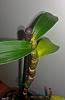 What's that growing at the top of my den victoria-reginae cane?-growth-den-victoria-reginae-cane-jpg