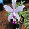 Laelia anceps ID? please.-laelia-jpg