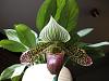 Paphiopedilum Venus Knight-006-jpg