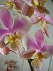 My blooming Noid Phals :)-phalaenopsismultifloran-ra-jpg