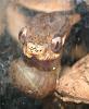 I want your pest snails to feed my snakes! :)-pareas-carinatus-eating-4-jpg