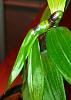 Dendrobium Lawesii Growth?-167-jpg