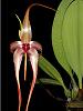 Cool growing Bulbophyllum species?-bulbophyllum-echinolabium-borneo-jpg