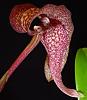 Cool growing Bulbophyllum species?-bulbophyllum-grandiflorum-sumatra-jpg