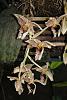 Stanhopea oculata-stan-oculata-3-jpg