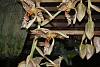 Stanhopea oculata-stan-oculata-4-jpg