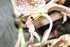 Stanhopea oculata-stan-oculata-6-jpg