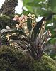 Colombian Orchid ID Please-img_2016c_filtered-jpg