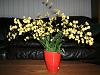 My daughter's first orchid-yellow-twinkle-jpg