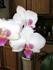 Phal Free Fall-johnny-jpg