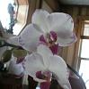 Phal Free Fall-johnny-2-jpg