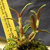 My first Dendrobium cuthbertsonii!-052-jpg