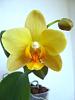 Newly opened flower on pale yellow NoID Phal-gulnoibl-jpg