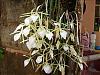 Green onion orchid-tianinhas_thumb-jpg