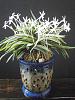 Neofinetia falcata (Amami Island)-neofinetia-falcata-amami-island-1-jpg