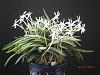 Neofinetia falcata (Amami Island)-neofinetia-falcata-amami-island-2-jpg