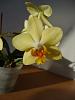 Newly opened flower on pale yellow NoID Phal-gulorkid-jpg