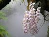 Off Topic-totally duuuuuuuuuuud Best orchid !-singapore_botanic_garden_orchids_in_mist_house-jpg