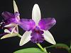 Brookside Gardens Orchid Club show and FOBG sale !-potinara-paradise-beauty-marcela-2-jpg