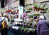 Shopping list suggestions for RHS London Orchid Show?-dscf6766-jpg