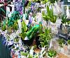 Shopping list suggestions for RHS London Orchid Show?-dscf6769-jpg