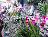 Shopping list suggestions for RHS London Orchid Show?-dscf6770-jpg