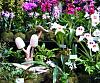 Shopping list suggestions for RHS London Orchid Show?-dscf6797-jpg