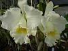 mothers favorite 'jose marti' is blooming!!!-mothers-fav-superbiens-laser-001-jpg