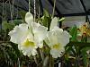 mothers favorite 'jose marti' is blooming!!!-mothers-fav-superbiens-laser-002-jpg