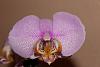 Orange/Purple Phalaenopsis and Pink Spotted Phalaenopsis-orchid4-jpg