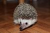 Ozu, the Hedgehog...-ozu-hedgie-2-jpg