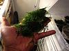 Looking for Live Sphagnum Moss-moss-024-jpg