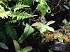 Looking for Live Sphagnum Moss-moss-038-1024x768-jpg