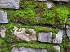 Looking for Live Sphagnum Moss-wall-moss-jpg