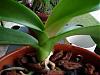 Phalaenopsis Brown Spot-plants-024-jpg