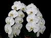 Happy with Orchids by Hausermann-imageuploadedbytapatalk1333175836-313398-jpg
