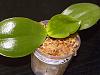 Phalaenopsis leaf discoloration-dscn3999-jpg