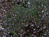 Staghorn Fern (Platycerium superbum)-dsc06100-jpg