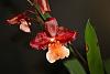 Wilsonara Pacific Perspective photos and timelapse-oncidium-2012-3-jpg