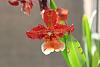 Wilsonara Pacific Perspective photos and timelapse-oncidium-2012-10-jpg