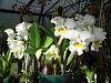 blooms for easter....-flowers-001-jpg