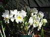 blooms for easter....-flowers-008-jpg