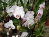 blooms for easter....-flowers-003-jpg